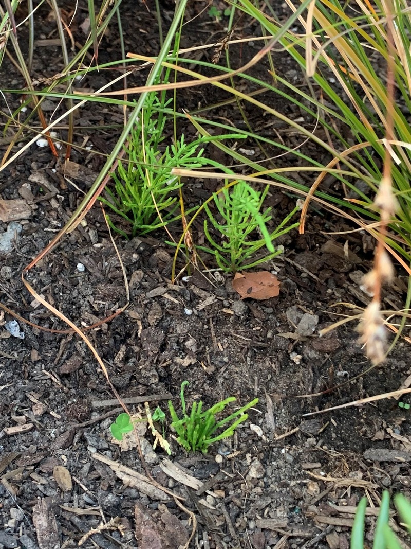 Horsetail hiding under some grasses