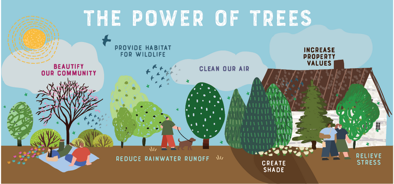 graphic on the benefits of trees