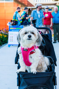 Photo: A cute dog poses for the camera