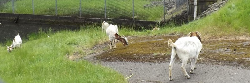 Goats at 170th & 15th