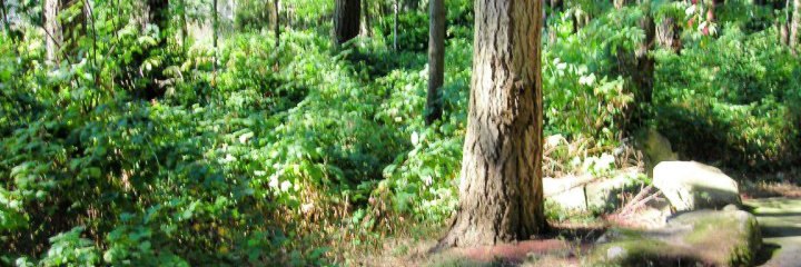 Trees in North City Park